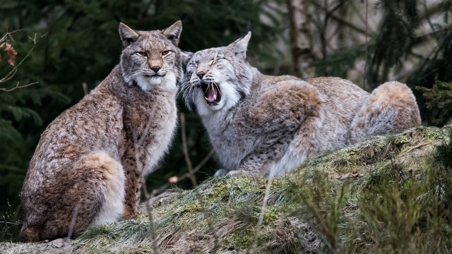 Lynx yawning rock nature bush free wallpaper - medium preview image