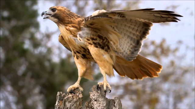 Bird of prey perched tree free wallpaper - medium preview image
