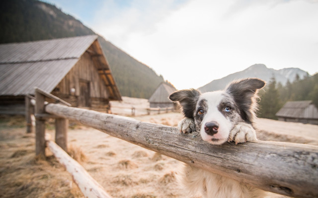 Dog fence house mountains outdoors free wallpaper - medium preview image