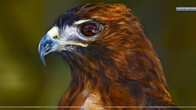 Bird of prey close up #3 free wallpaper - medium preview image