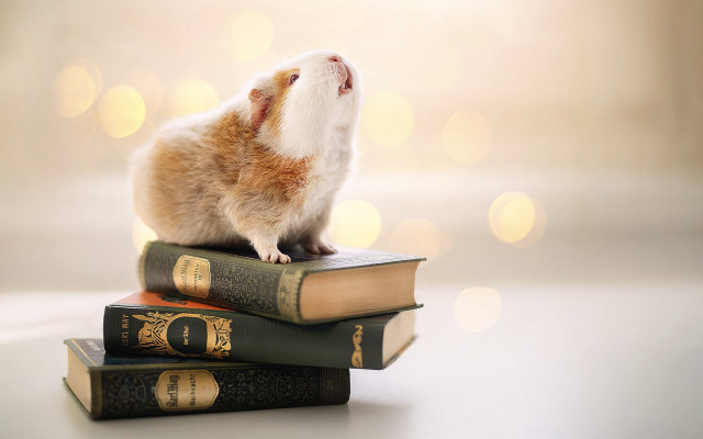 Hamster stack books blurry lights free wallpaper - medium preview image