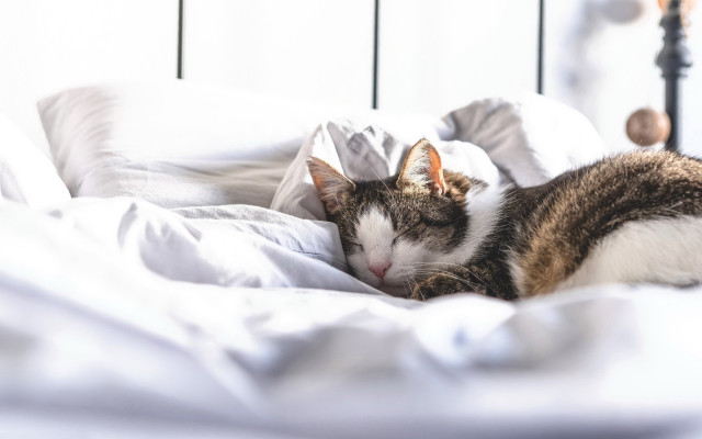 Cat sleeping white sheets black free wallpaper - medium preview image