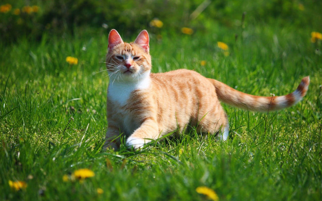 Cat grass bush christmas dandelion free wallpaper - medium preview image