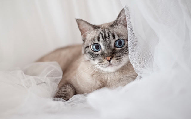Blue eyes cat laying on free wallpaper - medium preview image