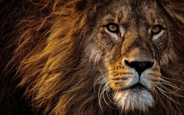 Lion closeup wildlife naturalism blurry free wallpaper - medium preview image