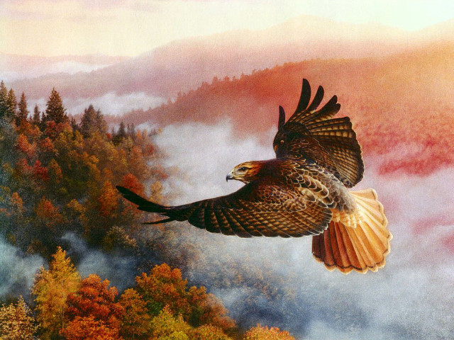 Bird flying forest trees fog free wallpaper - medium preview image
