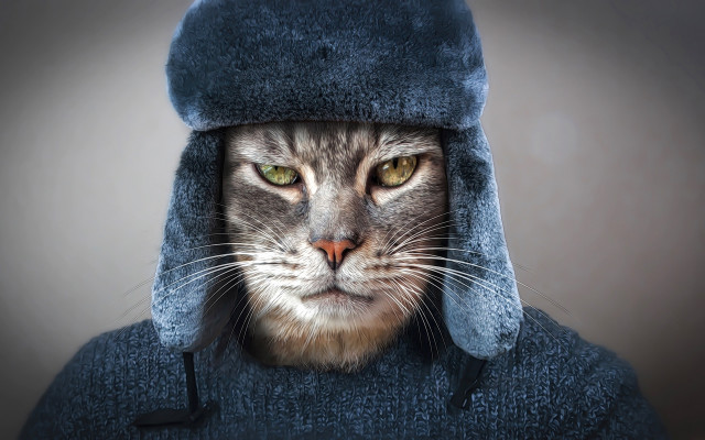 Cat blue hat coat portrait free wallpaper - medium preview image