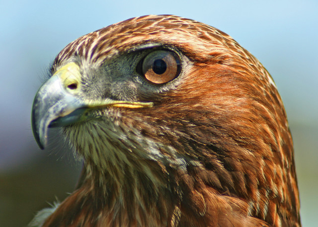 Bird prey closeup blue sky free wallpaper - medium preview image