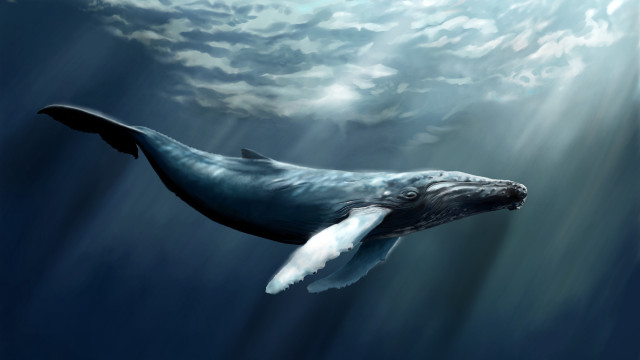 Humpback whale underwater cloudy sky free wallpaper - medium preview image