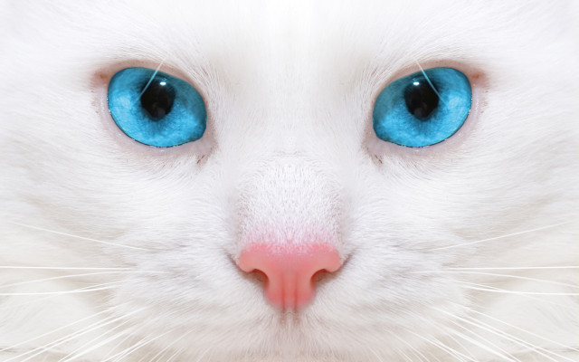 White cat blue eyes serious #10 free wallpaper - medium preview image