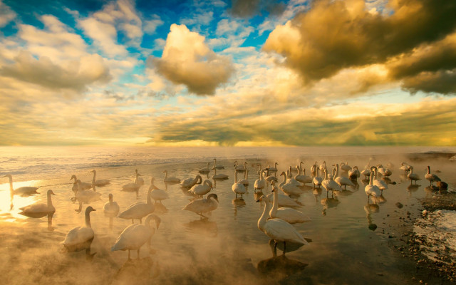 Birds beach sunset clouds matte free wallpaper - medium preview image