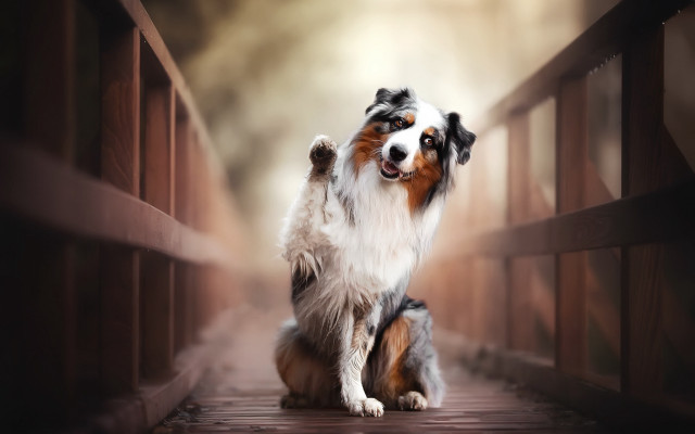 Dog standing bridge raising paw free wallpaper - medium preview image