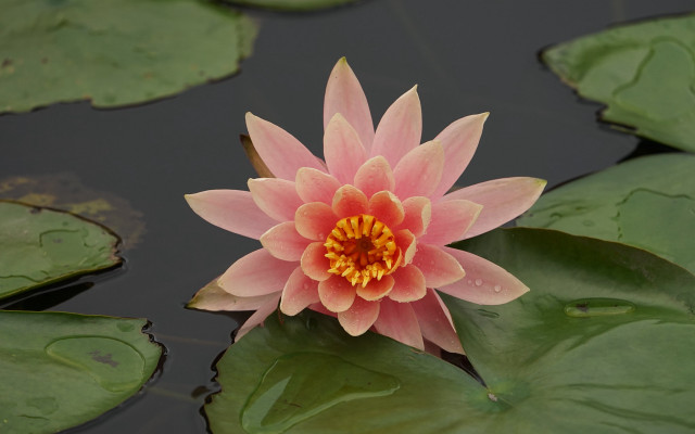 Pink flower pond lilies ecological free wallpaper - medium preview image