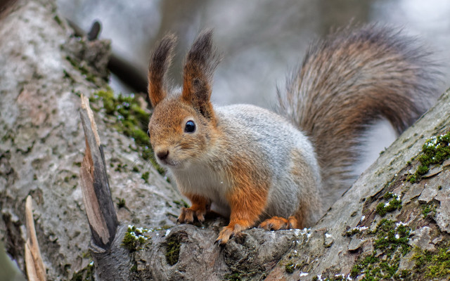 Squirrel moss branch tail puzzle free wallpaper - medium preview image