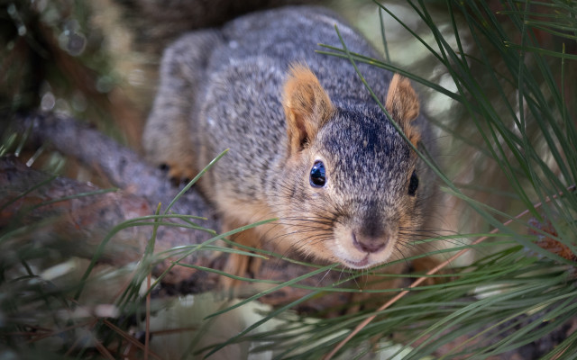 Squirrel close up tiltshift nature free wallpaper - medium preview image