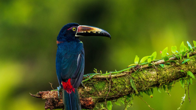 Colorful bird forest mossy branches free wallpaper - medium preview image