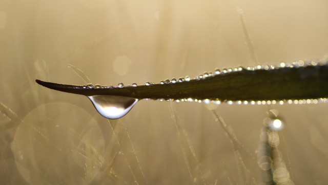 Water drop leaf sunlight bokeh free wallpaper - medium preview image