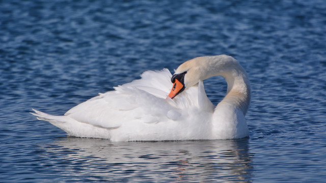 Swan swimming water wings beak free wallpaper - medium preview image