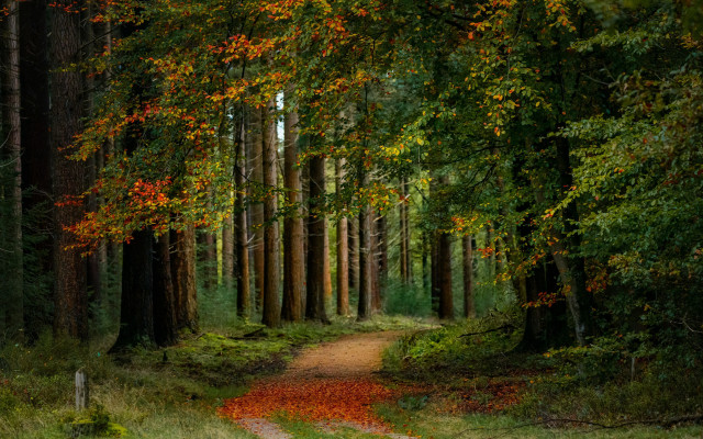 Dirt road forest autumn leaves free wallpaper - medium preview image