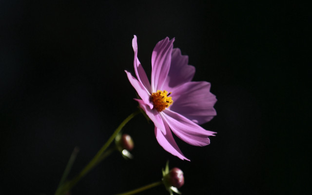 Yellow flower macro backlighting black free wallpaper - medium preview image