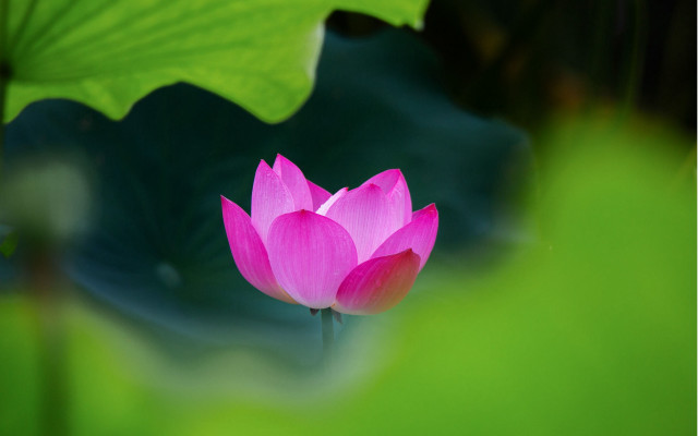 Pink lotus flower macro green free wallpaper - medium preview image