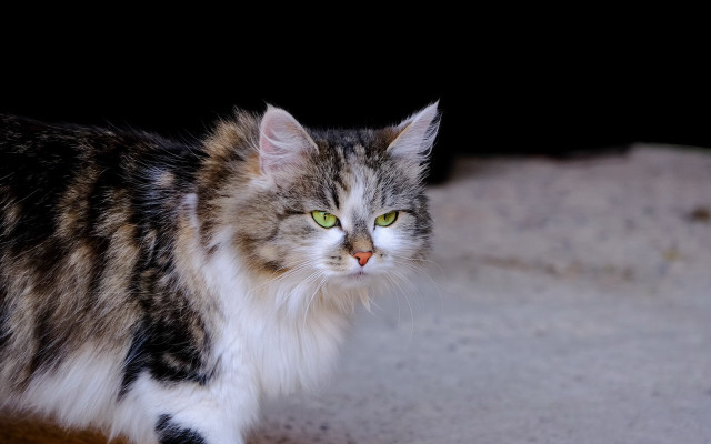 Cat green eyes black background #4 free wallpaper - medium preview image