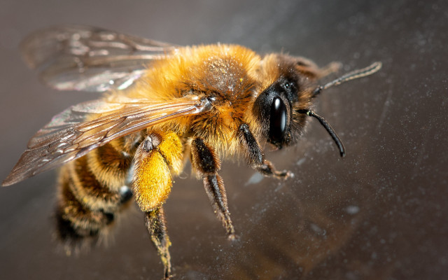 Bee macro planet fireworks galaxy free wallpaper - medium preview image