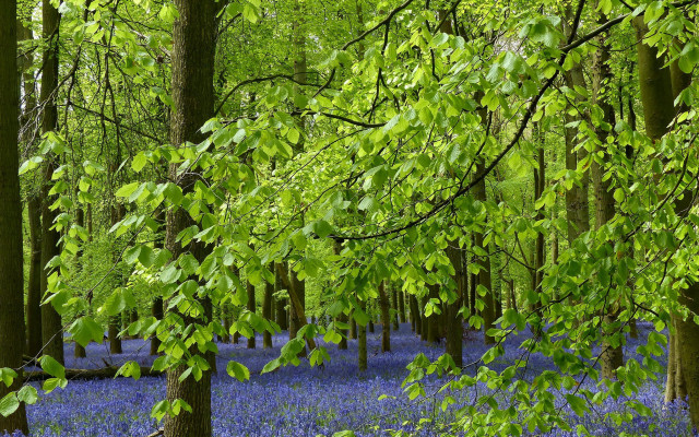 Bluebells forest trees green leaves free wallpaper - medium preview image