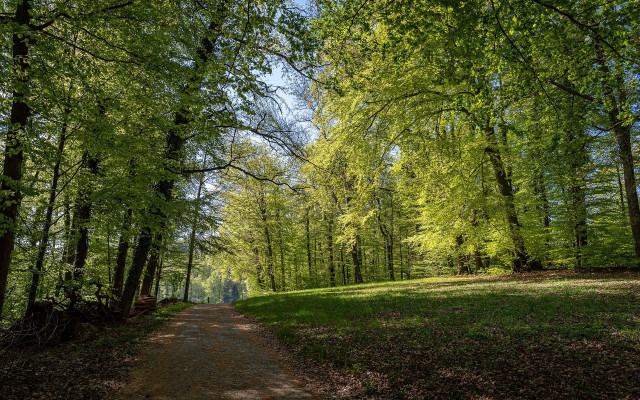 Dirt road forest trees bench free wallpaper - medium preview image