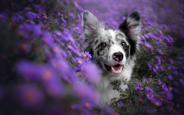 Dog purple flower field smiling free wallpaper - medium preview image