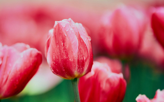 Red flowers water droplets macro #3 free wallpaper - medium preview image