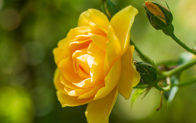 Yellow rose green blurry bokeh free wallpaper - medium preview image