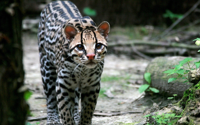 Leopard forest carlos catasse 3d free wallpaper - medium preview image