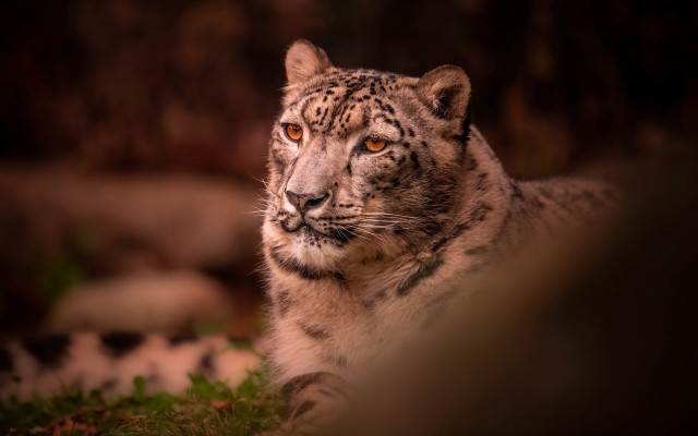 Snow leopard staring camera blurry free wallpaper - medium preview image