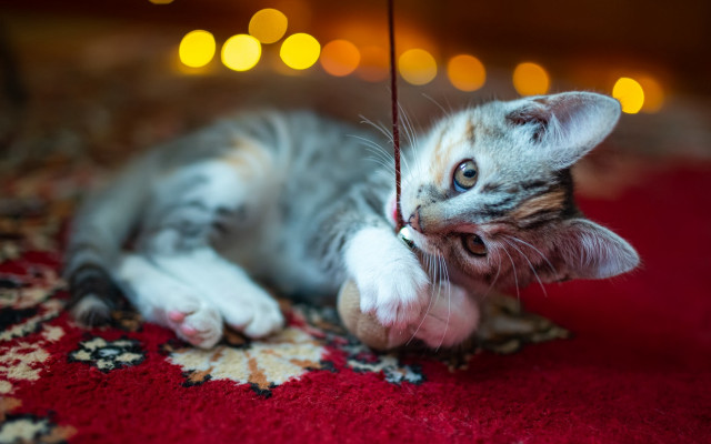 Kitten playing string rug lights free wallpaper - medium preview image