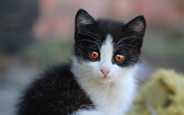 Black white kitten orange eyes free wallpaper - medium preview image
