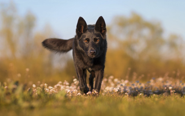 Black dog running flower field free wallpaper - medium preview image