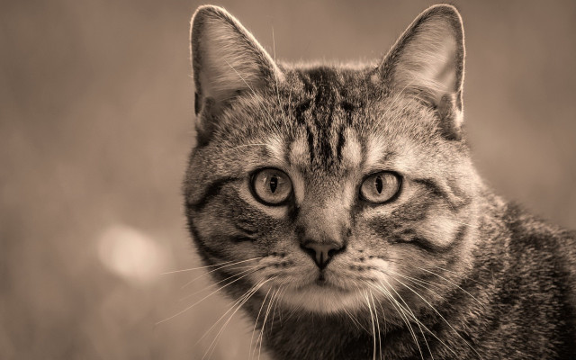 Sad cat black white shiba free wallpaper - medium preview image