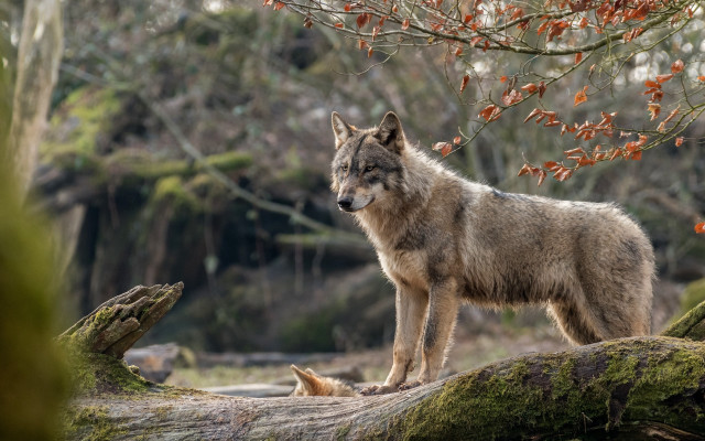 Wolf forest log branch nature free wallpaper - medium preview image