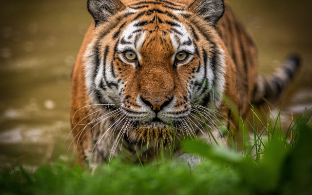 Tiger walking water grass plant free wallpaper - medium preview image