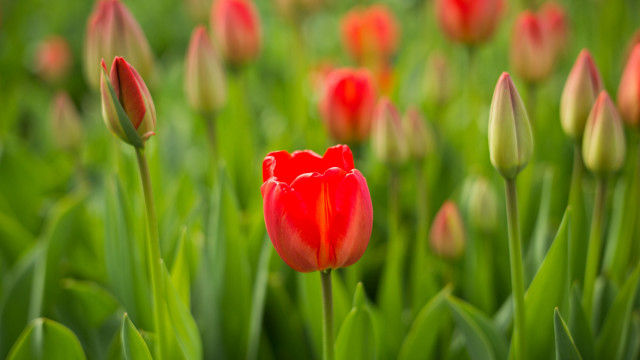 Red tulip green grass bokeh free wallpaper - medium preview image