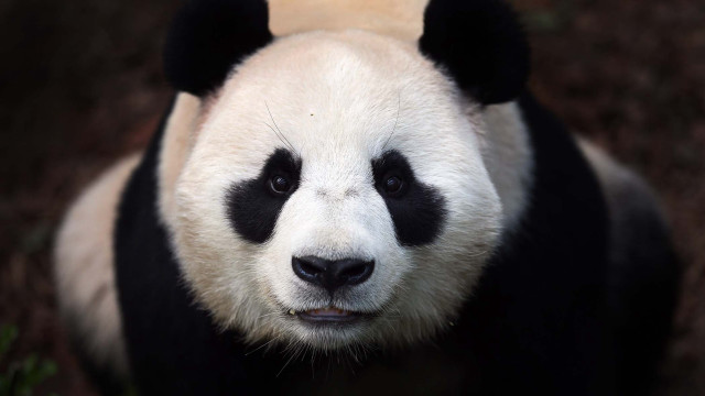 Panda bear black white nose free wallpaper - medium preview image