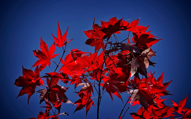 Tree red leaves blue sky free wallpaper - medium preview image