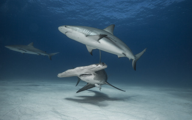 Sharks ocean man wetsuit rayonism free wallpaper - medium preview image