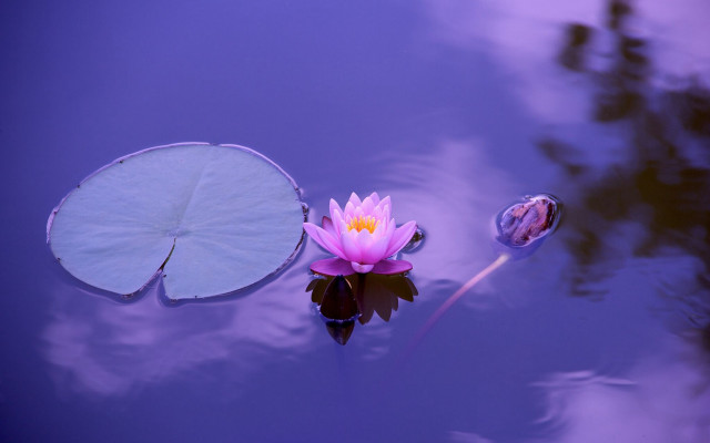 Pink flower floating lake leafy free wallpaper - medium preview image