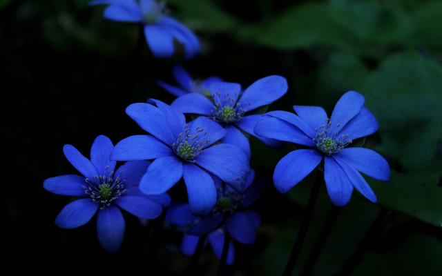 Blue flower butterfly leaves macro #2 free wallpaper - medium preview image