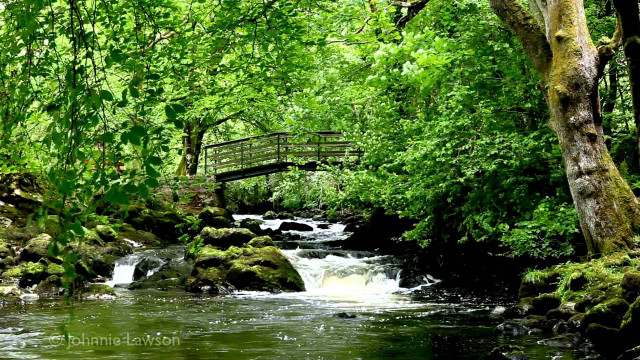 Small bridge stream forest green free wallpaper - medium preview image