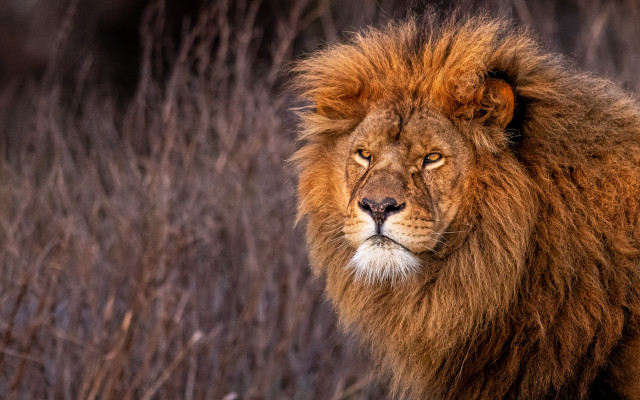 Lion field tallgrass drygrass whiteface free wallpaper - medium preview image