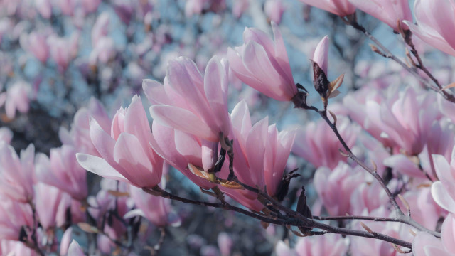 Pink flowers branch sunlight blue free wallpaper - medium preview image