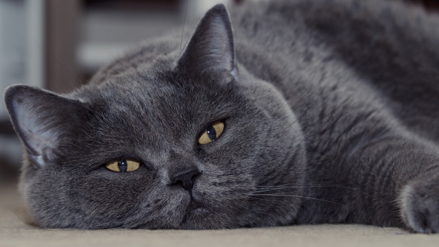 Gray cat sad portrait animal free wallpaper - medium preview image